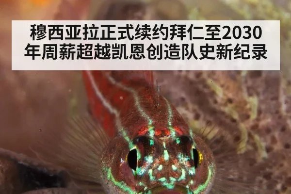 穆西亚拉正式续约拜仁至2030年周薪超越凯恩创造队史新纪录